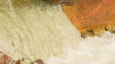 Atlantik ya da Chinook somonu Ganaraska nehrinin yukarısına yumurtlamak için yavaş çekimde ilerliyor. Somon balığı yumurtlama sahasına geri döner. Corbett Barajı, Port Hope, Ontario, Kanada. Somon yumurtlamak için koşar.