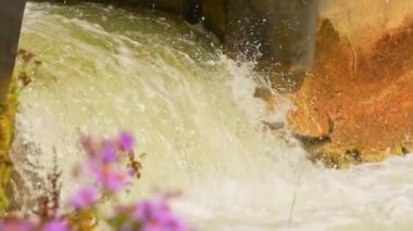 Somon yumurtlaması, yetişkin somonlar yumurtalarını bırakmak için doğal, tatlı su yaşam alanlarına geri dönerler. Balıklar akıntıya karşı güçlü şelalelere karşı yüzerler. Ganaraska Nehri, Corbett Barajı, Port Hope, Ontario.