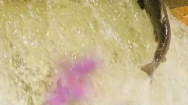 Atlantik ya da Chinook somonu Ganaraska nehrinin yukarısına yumurtlamak için yavaş çekimde ilerliyor. Somon balığı yumurtlama sahasına geri döner. Corbett Barajı, Port Hope, Ontario, Kanada. Somon yumurtlamak için koşar.