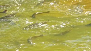 Somon balıkları yüzüyor ve atlayan şelaleler, yavaş çekim. Chinook somonu Ganaraska Nehri, Corbett Barajı, Port Hope, Ontario, Kanada 'da yumurtlayıp göç etmiş. Somon yumurtlamak için koşar..