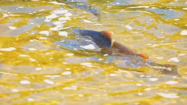 Ganaraska Nehri, Corbett Barajı, Port Hope, Ontario, Kanada 'nın sığ sularında somon yumurtlama. Chinook ya da Atlantik somonlarının nehre atladığı büyük vahşi bir okulun yavaş çekimleri..