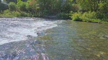 Somon balıkları Corbett Barajı, Port Hope, Ontario, Kanada 'daki yumurtlama bölgelerine göç ediyor. Somon yumurtlamak için koşar. Chinook somonu Ganaraska nehrinin yukarısına yumurtlamak için yavaş çekimde gidiyor..