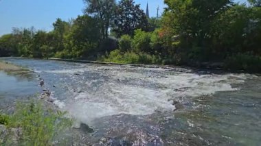 Somon balıkları Corbett Barajı, Port Hope, Ontario, Kanada 'daki yumurtlama bölgelerine göç ediyor. Somon yumurtlamak için koşar. Chinook somonu Ganaraska nehrinin yukarısına yumurtlamak için yavaş çekimde gidiyor..