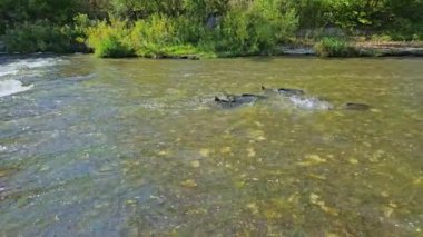 Ganaraska Nehri, Corbett Barajı, Port Hope, Ontario, Kanada 'nın sığ sularında somon yumurtlama. Nehir akıntısında büyük bir somon sürüsünün yavaş ilerlemesi..