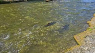 Somon balıkları Corbett Barajı, Port Hope, Ontario, Kanada 'daki yumurtlama bölgelerine göç ediyor. Somon yumurtlamak için koşar. Chinook somonu Ganaraska nehrinin yukarısına yumurtlamak için yavaş çekimde gidiyor..