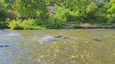 Ganaraska Nehri, Corbett Barajı, Port Hope, Ontario, Kanada 'nın sığ sularında somon yumurtlama. Nehir akıntısında büyük bir somon sürüsünün yavaş ilerlemesi..