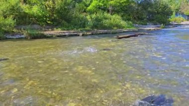 Ganaraska Nehri, Corbett Barajı, Port Hope, Ontario, Kanada 'nın sığ sularında somon yumurtlama. Nehir akıntısında büyük bir somon sürüsünün yavaş ilerlemesi..