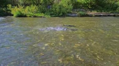 Ganaraska Nehri, Corbett Barajı, Port Hope, Ontario, Kanada 'nın sığ sularında somon yumurtlama. Nehir akıntısında büyük bir somon sürüsünün yavaş ilerlemesi..