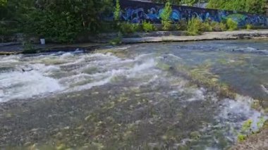 Somon balıkları Corbett Barajı, Port Hope, Ontario, Kanada 'daki yumurtlama bölgelerine göç ediyor. Somon yumurtlamak için koşar. Chinook somonu Ganaraska nehrinin yukarısına yumurtlamak için yavaş çekimde gidiyor..
