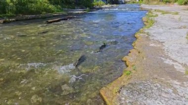 Somon balıkları Corbett Barajı, Port Hope, Ontario, Kanada 'daki yumurtlama bölgelerine göç ediyor. Somon yumurtlamak için koşar. Chinook somonu Ganaraska nehrinin yukarısına yumurtlamak için yavaş çekimde gidiyor..