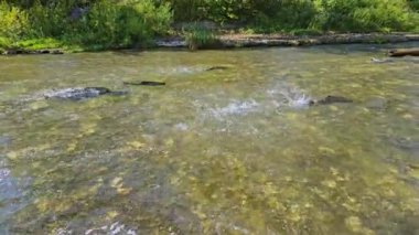 Ganaraska Nehri, Corbett Barajı, Port Hope, Ontario, Kanada 'nın sığ sularında somon yumurtlama. Nehir akıntısında büyük bir somon sürüsünün yavaş ilerlemesi..