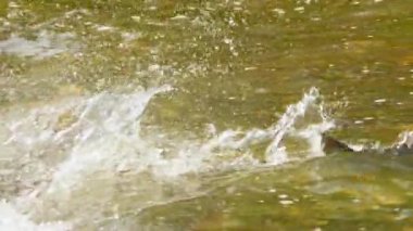 Somon Chinook yavaş çekim yumurtlama yeri için Ganaraska su nehrinin yukarısına göç ediyor. Corbett Barajı, Port Hope, Ontario, Kanada. Bol somon balığı yumurtlayan bir şelale..