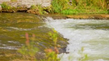 Somon balıkları akıntıya karşı güçlü şelalelere karşı yüzerler. Ganaraska Nehri, Corbett Barajı, Port Hope, Ontario. Yetişkin somon yumurtlaması yumurtalarını bırakmak için doğal tatlı su ortamlarına döner..