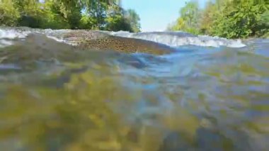 Somon balığı, Ganaraska nehrindeki tatlı su deresi veya derede balık göçünü yakından çekiyor. Port Hope, Ontario, Kanada 'da nehrin yukarısında yumurtlama yeri. Bol somonlu şelale.