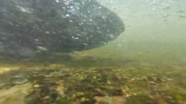 Somon balığı, Ganaraska nehrindeki tatlı su deresi veya derede balık göçünü yakından çekiyor. Port Hope, Ontario, Kanada 'da nehrin yukarısında yumurtlama yeri. Bol somonlu şelale.
