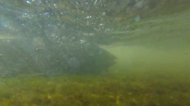 Port Hope, Ontario, Kanada 'da somon balığı üretimi. Bol somonlu şelale. Somon balığı, Ganaraska Nehri 'ndeki tatlı su deresi ya da derede balık göçünü yakından çekmektedir..