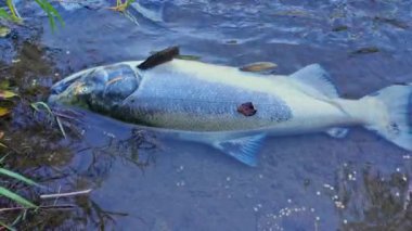 Somon üreme işleminden sonra öldü. Kuzey Amerika, Kanada. Chinook somonu çürür ve dereye besin katar. Yumurtlamak ve yumurtlamak ve yumurtlamak için peşi sıra ölü somon balıkları..