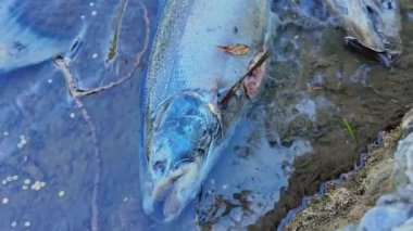 Somon üreme işleminden sonra öldü. Kuzey Amerika, Kanada. Chinook somonu çürür ve dereye besin katar. Yumurtlamak ve yumurtlamak ve yumurtlamak için peşi sıra ölü somon balıkları..