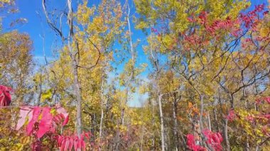 Sonbahar sarısı yaprakları rüzgarda sallanıyor. Sonbahar doğası ve orman. Muhteşem sonbahar ormanı kırmızı ve portakal ağaçları. Kanada Trans-Kanada 'da Doube Köprüsü' nün yakınındaki patikada..