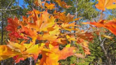 Sonbahar sarısı yaprakları rüzgarda sallanıyor. Sonbahar doğası ve orman. Muhteşem sonbahar ormanı kırmızı ve portakal ağaçları. Kanada Trans-Kanada 'da Doube Köprüsü' nün yakınındaki patikada..