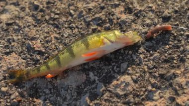 Yakından bakınca sarı levrek görünüyor. Yaz sporlarının balık kupası. Perch göldeki iskeleden balık avladı..