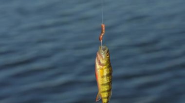 Yakından bakınca sarı levrek görünüyor. Yaz sporlarının balık kupası. Perch göldeki iskeleden balık avladı..