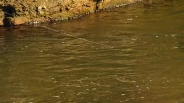 Hızlı nehir suyunun yüzeyinde balık tutmak için renkli yüzer. Bobber tekniğiyle somon balığı avlamak. Canlı ya da plastik yem balıkçılığı. Balıkçı yüzgeci Bob nehre atıldı. Balıkçı halatı yüzüyor..