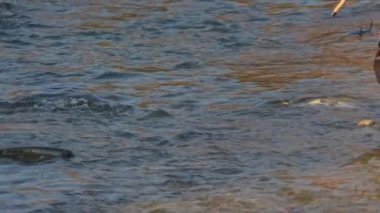 Nehirde somon balığı. Balıkçı balıkçı Coho Somon 'u yakalar ve almak için ona doğru yürür. Somon yumurtlama mevsimi.