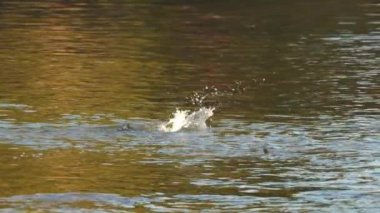 Ganaraska Nehri Liman Umudu 'nda somon balıkçılığı. Kuyruk yüzgecine takılmış somon balığı. Coho somon ya da Steelhead mevsimi ve yumurtlama. Etik olmayan balıkçılık uygulamaları.