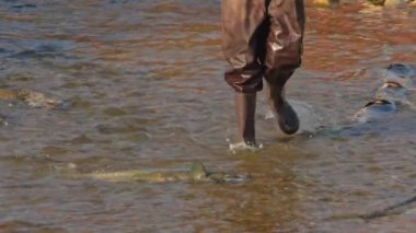 Dalgıç çizmeli balıkçı Pasifik somonlarının oltaya takılmasını engelliyor. Balıkçılar için balık avı ve spor. Somonlar yumurtlamak için koşar Port Hope, Ontario, Kanada - 19 Ekim 2024