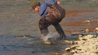 Balıkçı balıkçılar balık tutarken Pasifik somonlarını nehirden yakalıyorlar. Chinook somon sezonunun yumurtlaması ve göçü. Balıkçılar için balıkçılık oyunu: Port Hope, Ontario, Kanada - 19 Ekim 2024