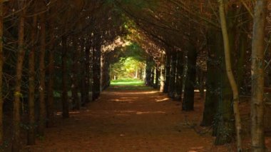 Autumn Shadowy Park 'taki patika. Kahverengi köknar veya ladin dalları ve ormanlar. Yürüyüşün diğer tarafında güneşli bir gün. Doğa geçmişi. Ekim 'de Renkli Sonbahar Ormanı manzaralı patika.