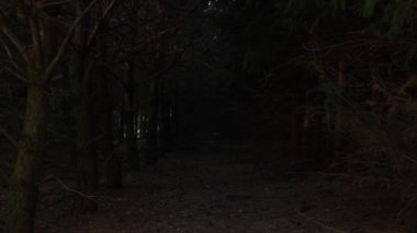 Gölgeli ormanda ürkütücü bir atmosfer var. Karanlık ormanın kasvetli ormanında rahatsız edici bir manzara. Ağaçların karanlık boşluğuna bakıyorum dallara, mistik havaya..