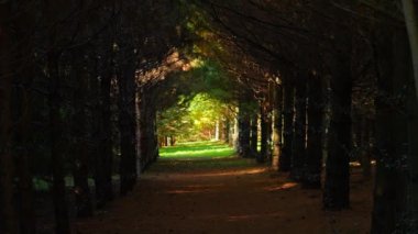 Gölgeli patikadaki uğursuz ortamda rahatsız edici atmosfer hareketleri. Esmer ağaç dalları geçidinde gergin bir durum..