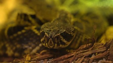 Diamondback çıngıraklı yılanı son derece hızlı sürünüyor. Zehirli ve ölümcül tehlikeli yılan gözü ve çift taraflı dil görüşü. Zehirli yılanın son derece tedirgin agresif ve savunmacı türleri..