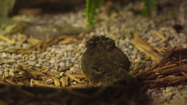 Diamondback çıngıraklı yılanı son derece hızlı sürünüyor. Zehirli ve ölümcül tehlikeli yılan gözü ve çift taraflı dil görüşü. Zehirli yılanın son derece tedirgin agresif ve savunmacı türleri..