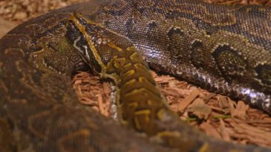 Yılan Python dinleniyor ve yuvada kendini sarmaladı. Piton yılanı kıvrıldı ve sıcak ışık altında hayvanat bahçesinde uyudu. Ormanda yaşayan ve büyük hayvanlarla beslenen büyük bir yılan..