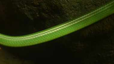 Kırmızı kuyruklu yarışçı, dalda sürünen Gonyosoma oxycephalum yılanı. Yeşil Fare Yılanı başı ve gözlerinin makro detaylı görüntüsü. Kırmızı kuyruklu yeşil sıçan, ağaç yılanı zehirli olmayan yılandır..