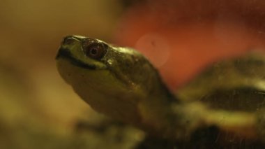 Kaplumbağa kafası uzun boynunda. Rahat kaplumbağa kameraya bakıyor..