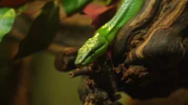 Kırmızı kuyruklu yarışçı, Gonyosoma oxycephalum yılanı dalda dinleniyor ve kameraya bakıyor. Yeşil Fare Yılanı başı ve gözlerinin makro detaylı görüntüsü. Ağaç yılanı zehirli değildir..