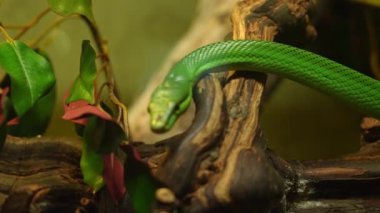 Kırmızı kuyruklu yarışçı, dalda sürünen Gonyosoma oxycephalum yılanı. Yeşil Fare Yılanı başı ve gözlerinin makro detaylı görüntüsü. Kırmızı kuyruklu yeşil sıçan, ağaç yılanı zehirli olmayan yılandır..