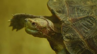 Asyalı gölet kaplumbağası nehirlerde, derelerde, bataklıklarda ve pirinç tarlalarında yaşar. Egzotik hayvan ve hobi.