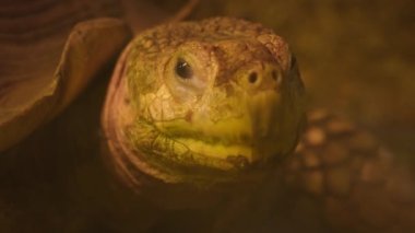 Afrika kaplumbağa sürüngeni, Sulcata kaplumbağası olarak adlandırılır, Sahra Çölü 'nün güney ucunda, Sahel' de yaşayan nesli tükenmekte olan bir kaplumbağa türüdür..