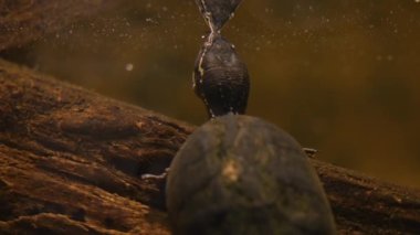 Sıradan misk kaplumbağası sürüngeni. Kaplumbağa, tehdit edildiğinde yaydığı güçlü kokunun adıdır..