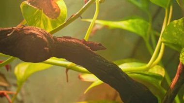 Anolis roketi ya da Martinique anole, savannah anole kertenkele türüdür. Karayip adalarında bulundu. Egzotik hayvan ve hobi.