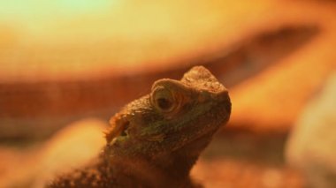 Rankin's dragon is Australian agamid lizard species. Called the pygmy bearded dragon, mostly found in Australia, and across the world. Exotic pet and hobby.