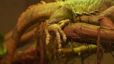 Yeşil iguana pençeleri ejderha canavarı gibi. Tırnakları ve pulları olan Amerikan iguana kertenkele parmakları. Büyük ağaçsı otçul kertenkele türü yaratık. Ağaç dalında İguana cinsi.