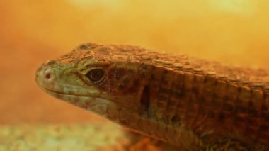 Sudan kaplama kertenkele, şirin sürüngen. Batı kaplamalı kertenkele ya da Broadley 'nin kabataslak tüylü kertenkelesi kameraya bakıyor..