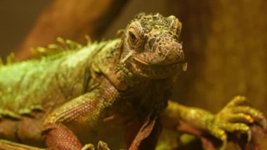 Yeşil iguana ya da Amerikan iguanası, büyük otobur kertenkele türü. İguana cinsi ağaç dalında dinleniyor ve kameraya bakıyor. Ayrıntılı yüz gözleri ve pullu dokuyu kapat..