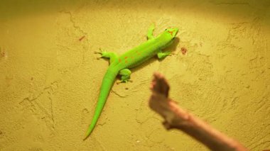 Riptilia Phelsuma grandis, bir gündüz kertenkelesi türüdür. Madagaskar 'da bulundu. Egzotik hayvan ve hobi.